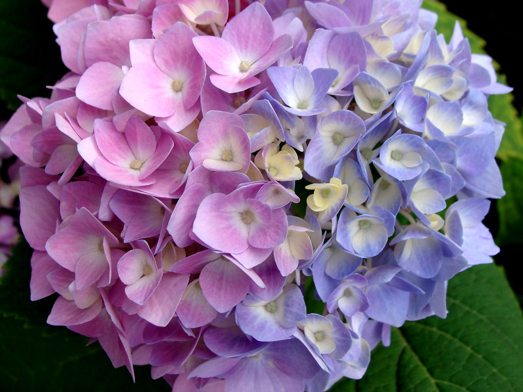 Hydrangeas