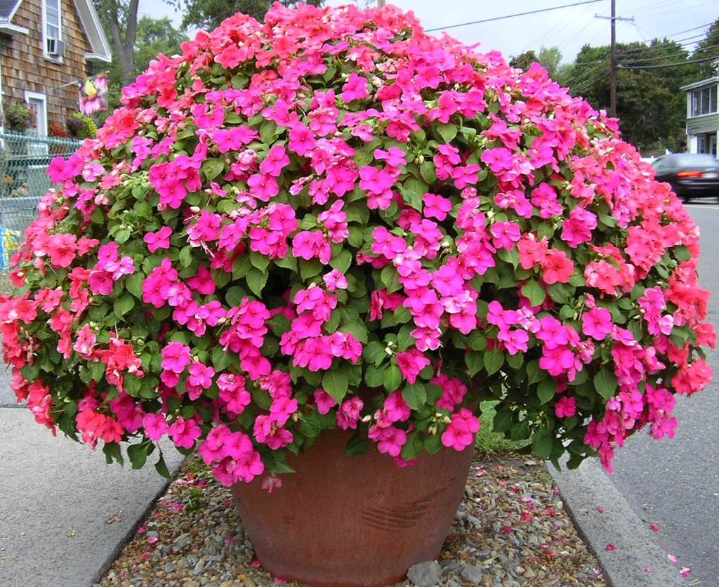 Impatiens