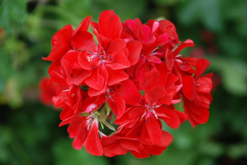 Ivy Geranium