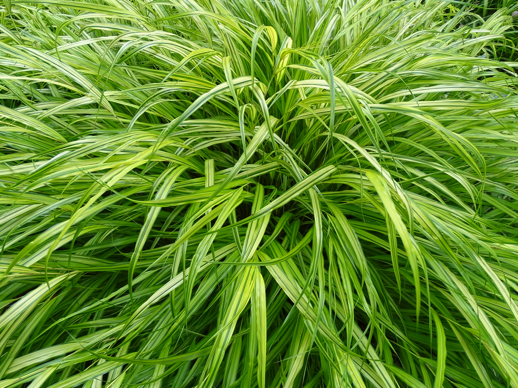 Japanese Forest Grass