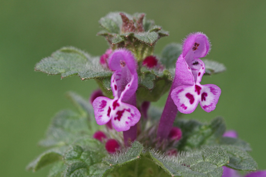 Lamium