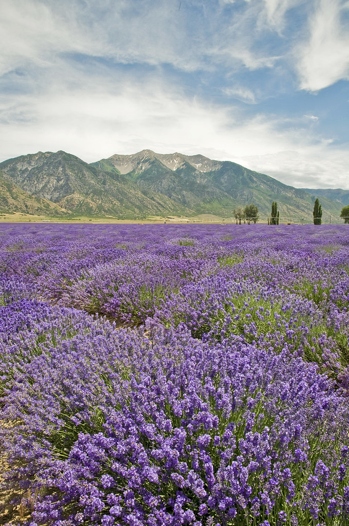 Lavender