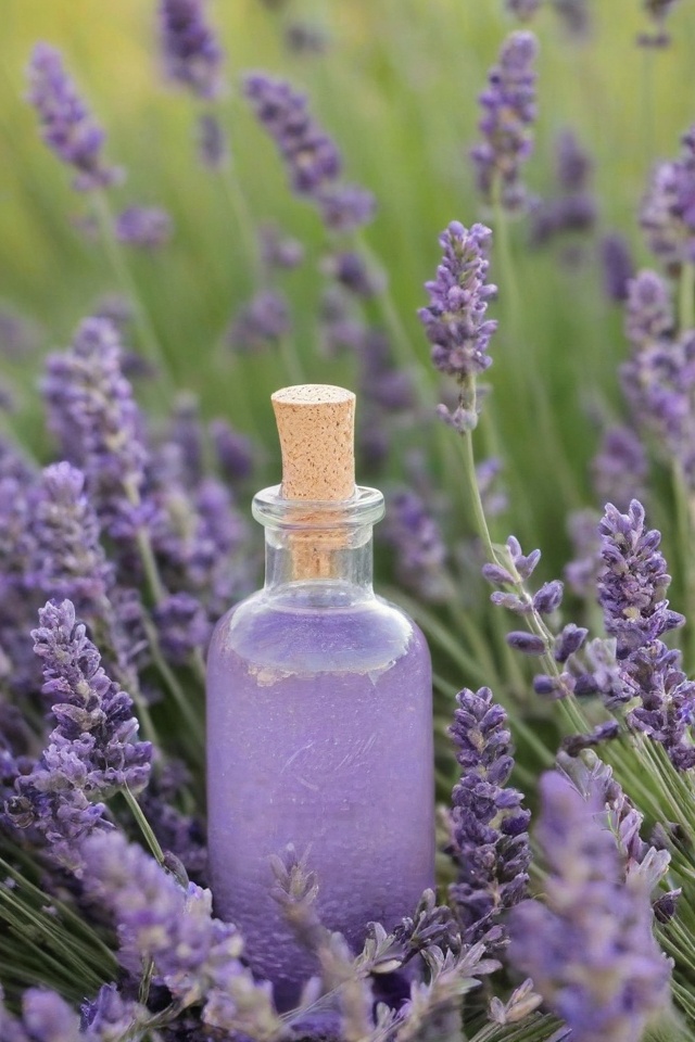 Lavender Essential Oil