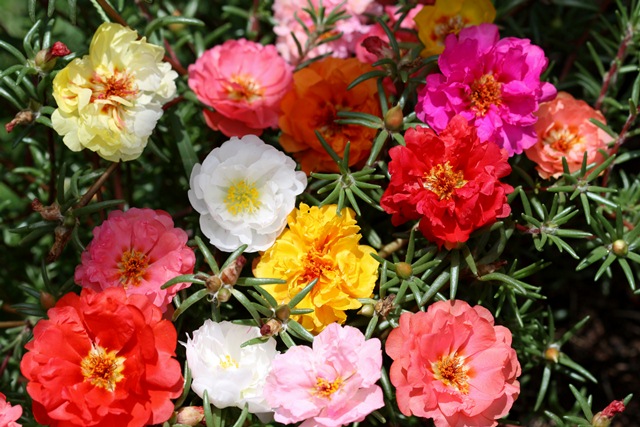 Moss Rose (Portulaca)