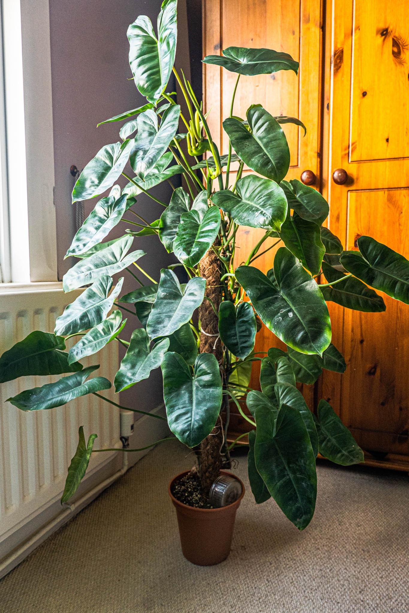 Philodendron