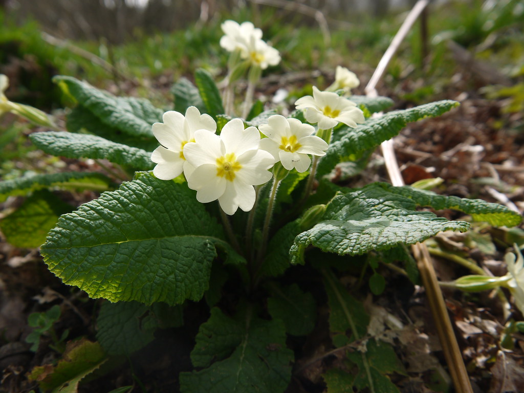 Primroses