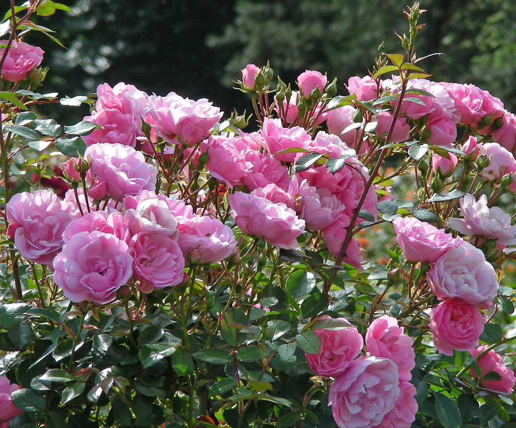 Shrub Roses