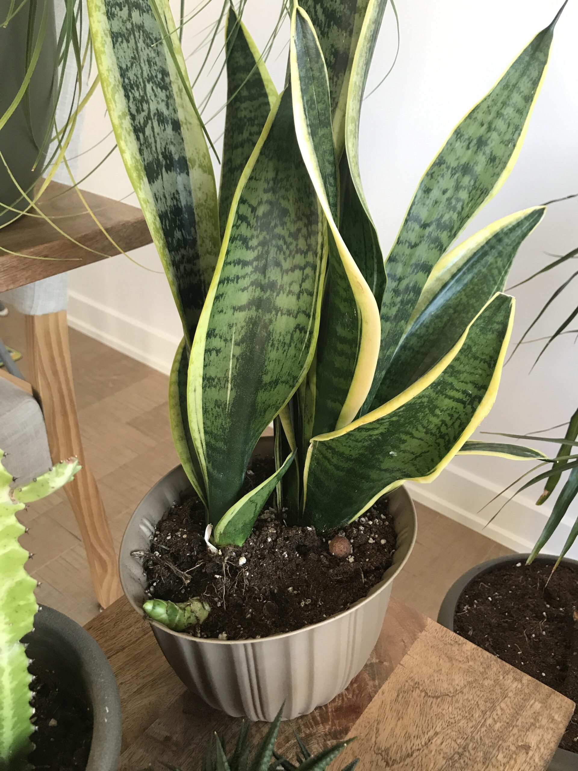 Snake Plant