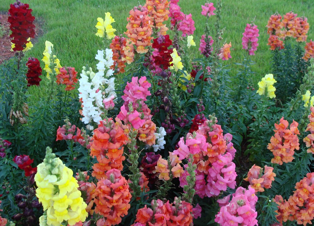 Snapdragons