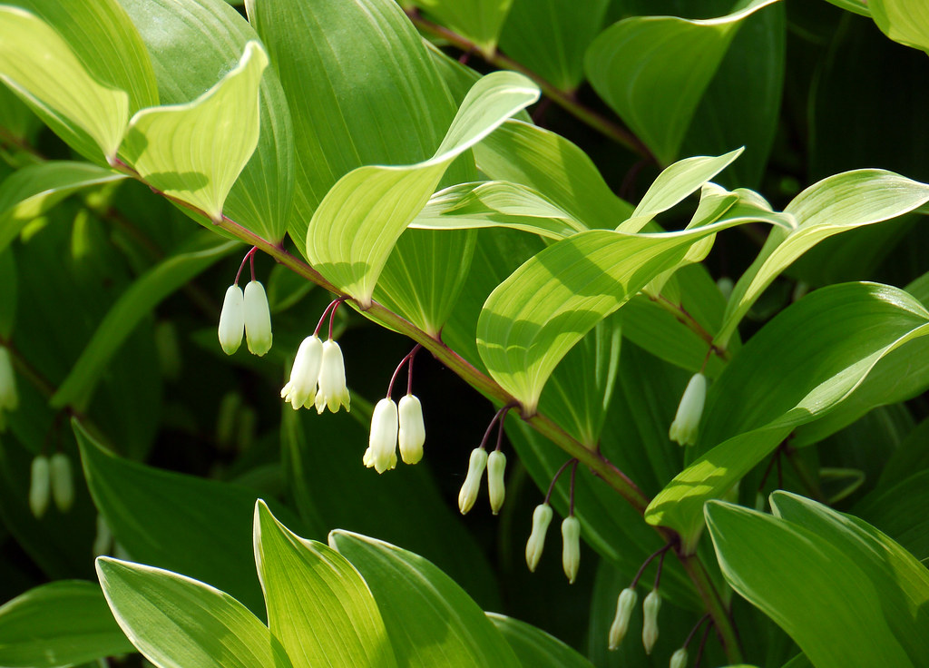 Solomon’s Seal