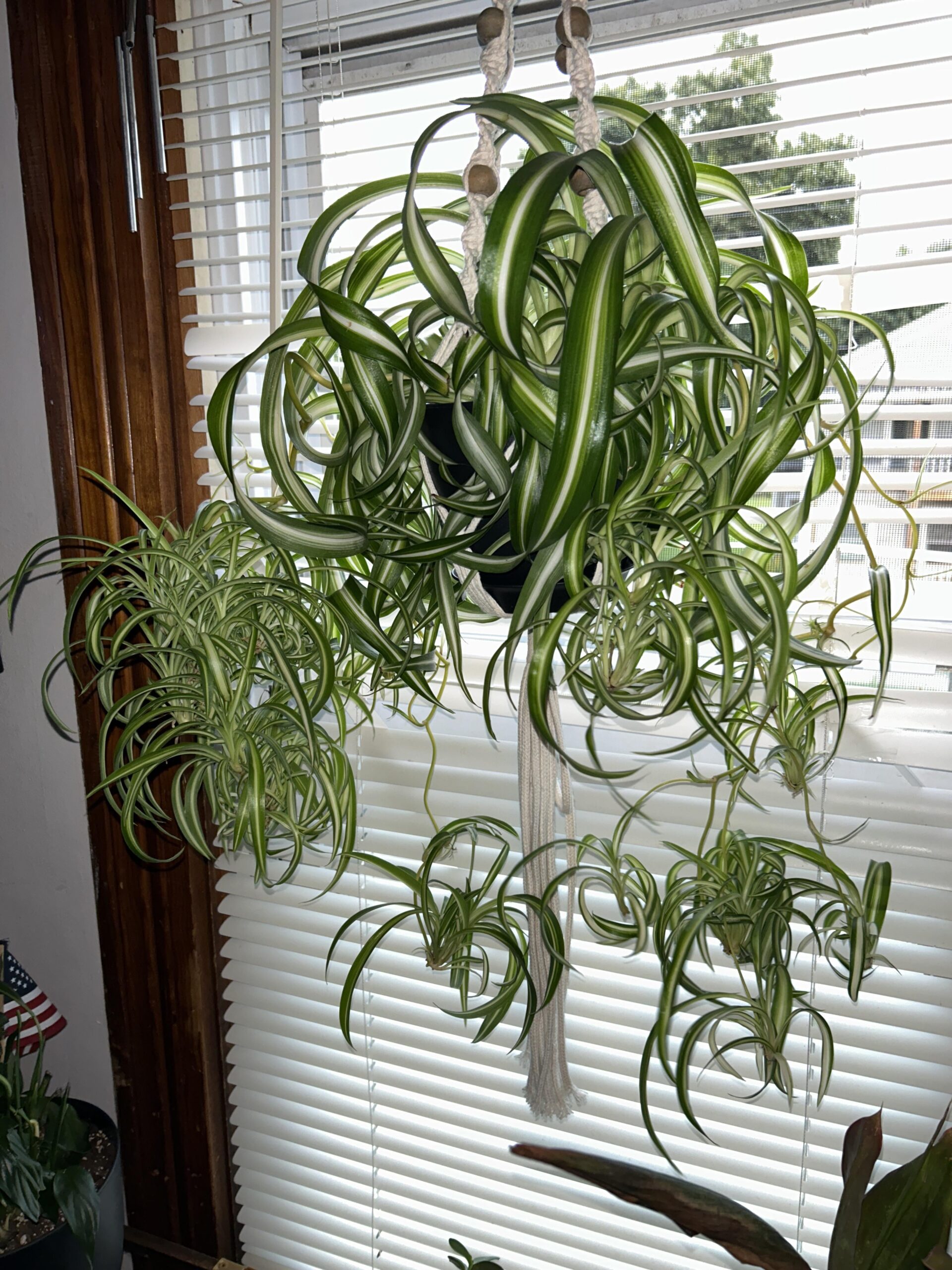 Spider Plant