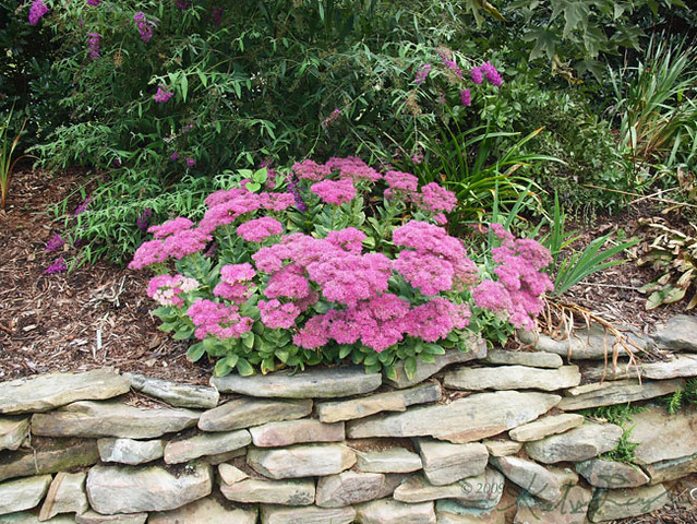 Stonecrop (Sedum)