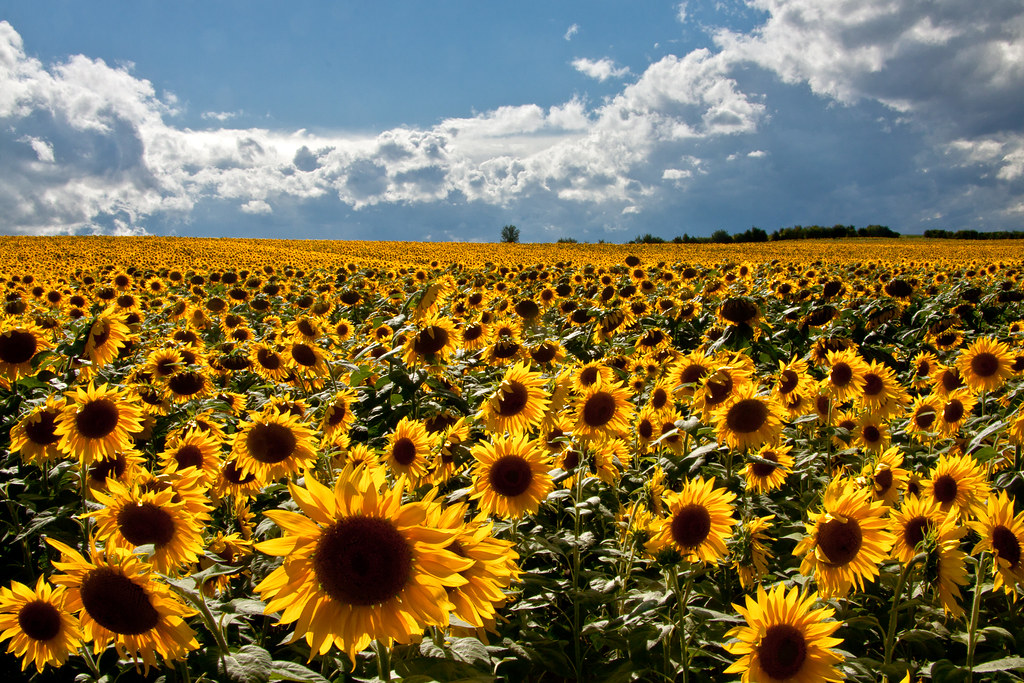 Sunflowers