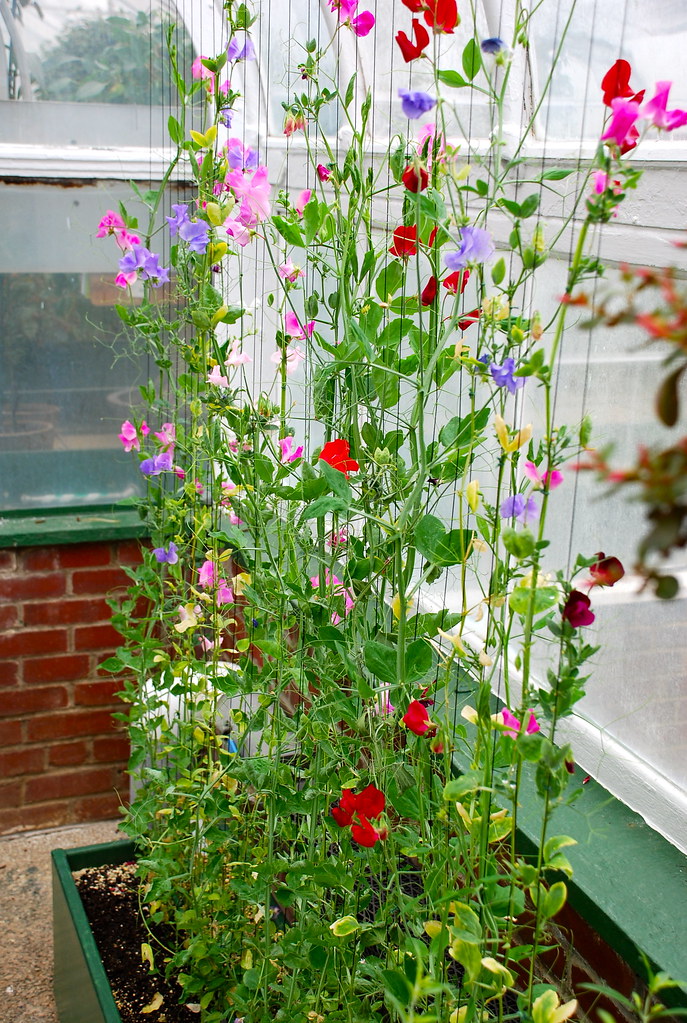 Sweet Peas