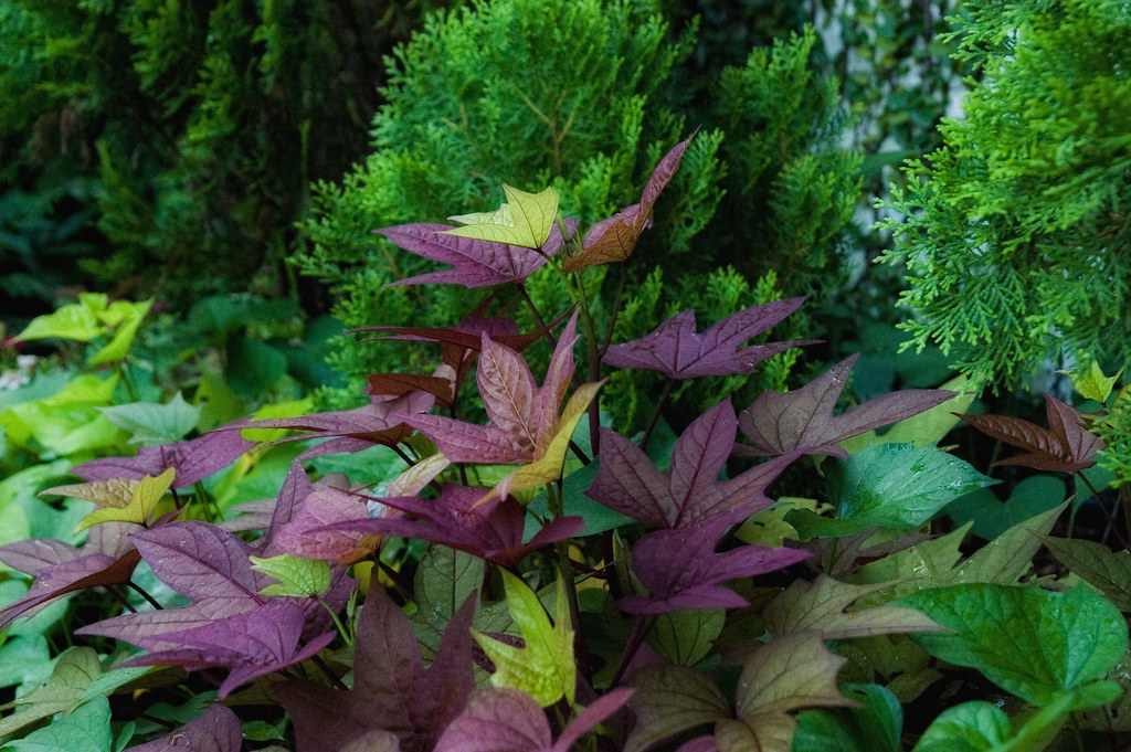 Sweet Potato Vine