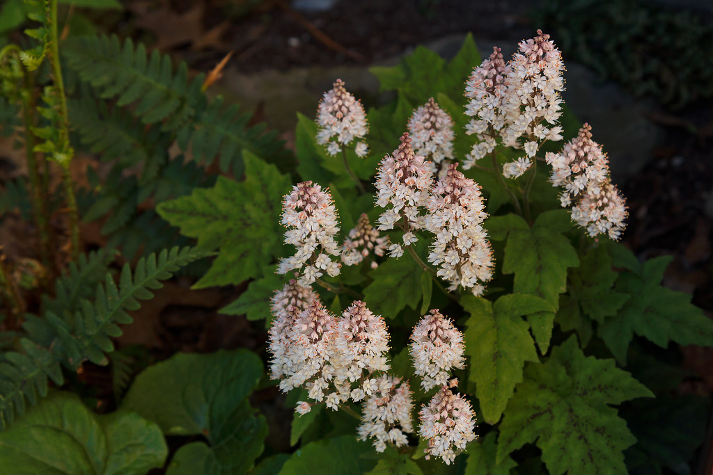 Tiarella