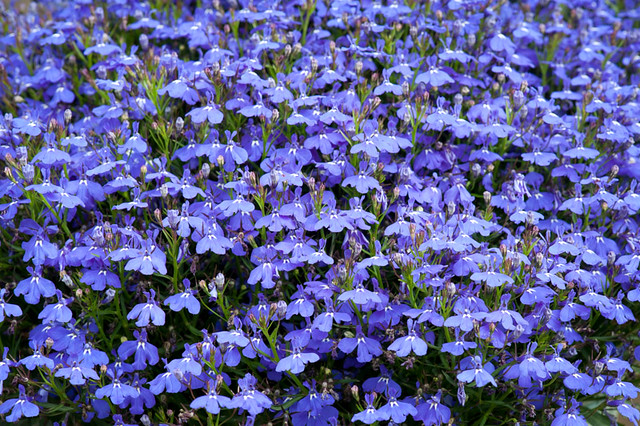 Trailing Lobelia