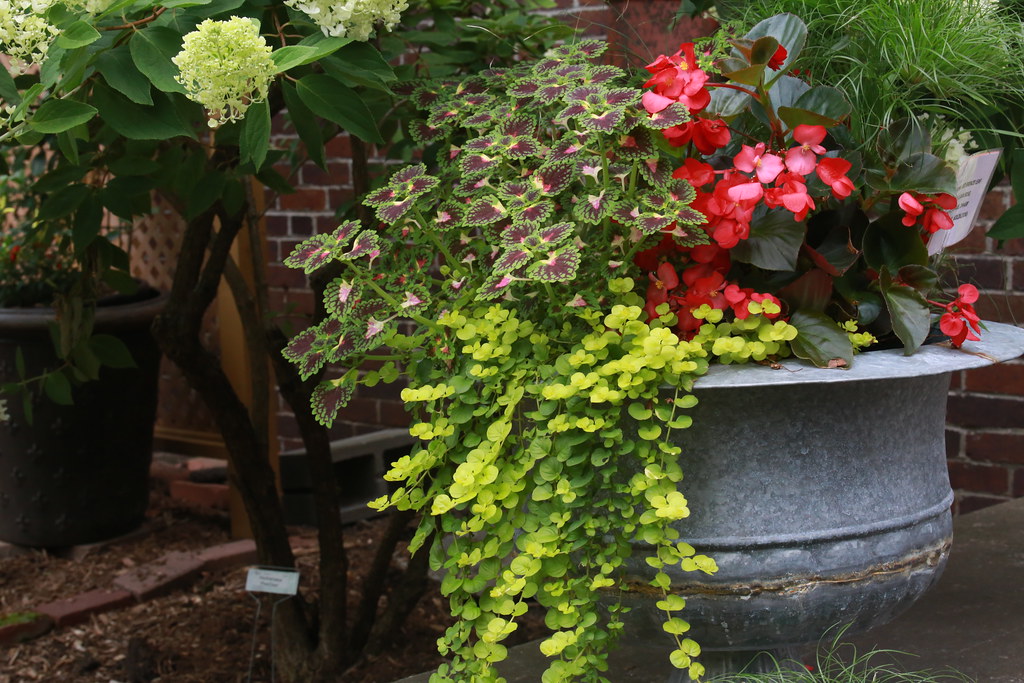 Tuberous Begonias