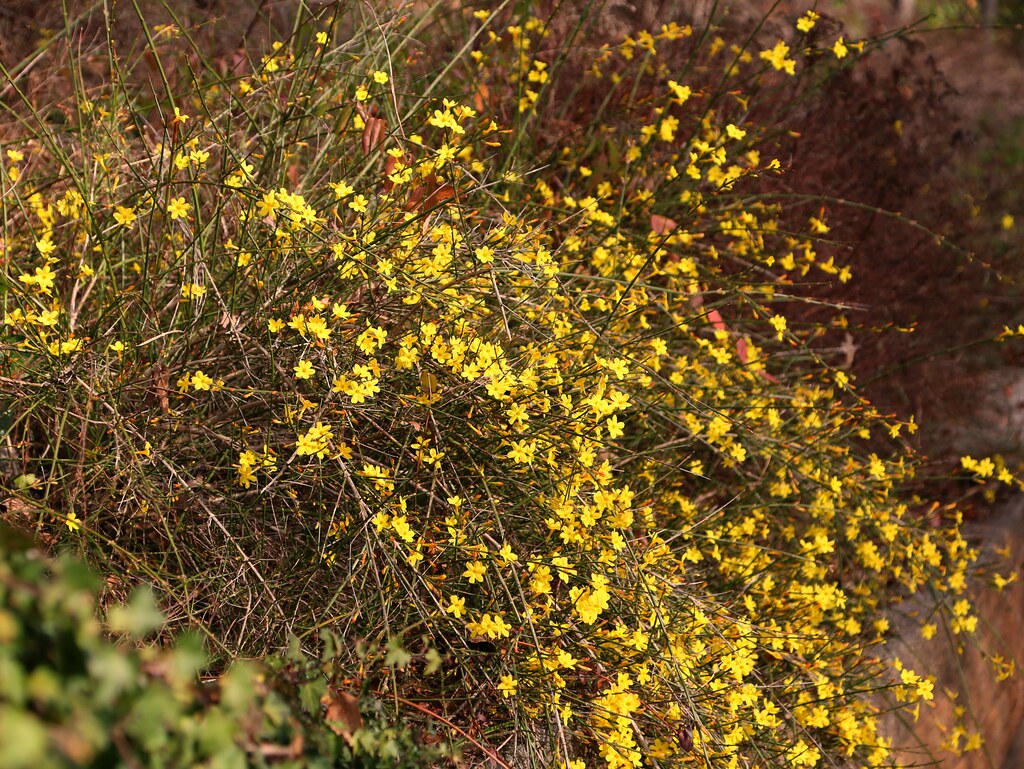 Winter Jasmine