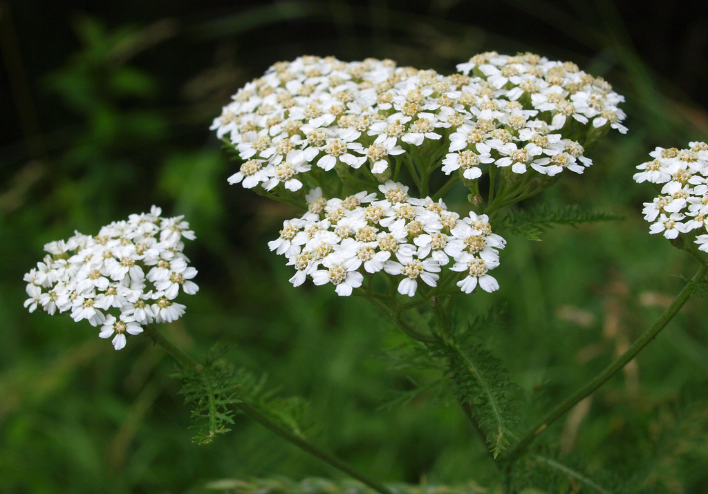 Yarrow