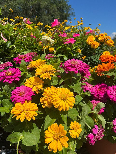 Zinnias