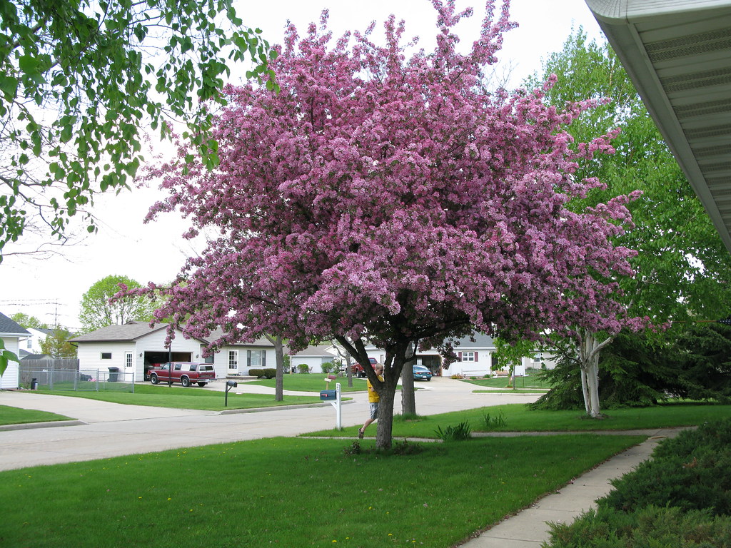 Crabapple