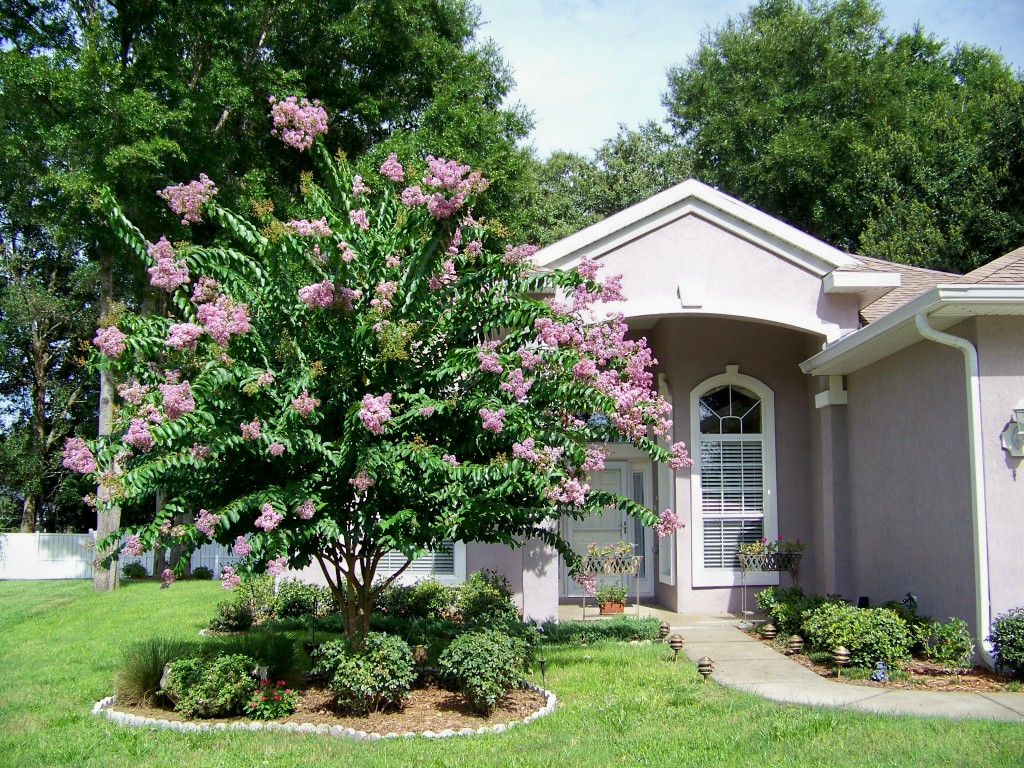 Crape Myrtle