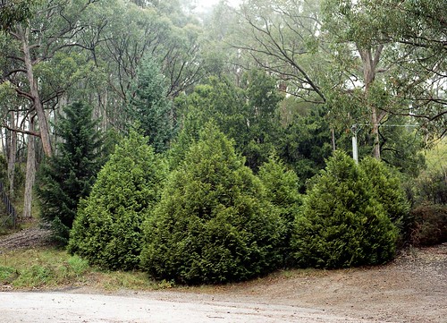 Dwarf Alberta Spruce