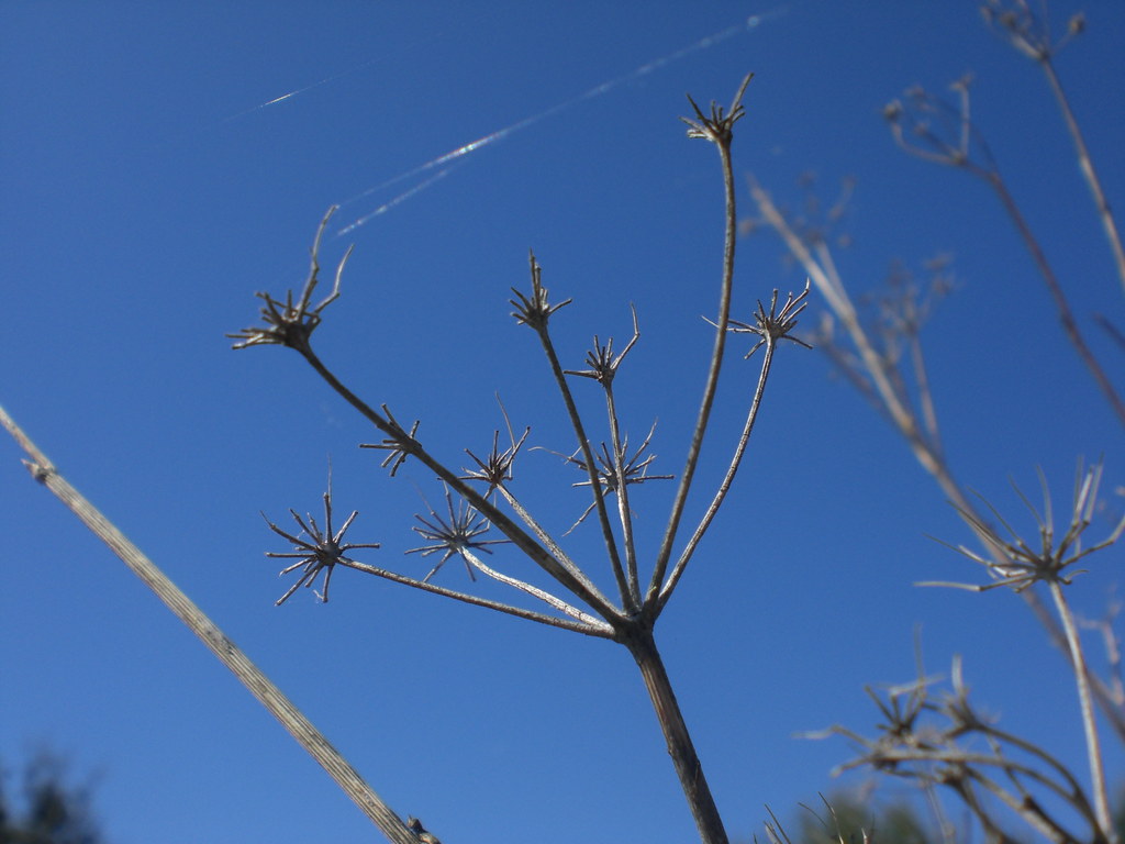 Fennel