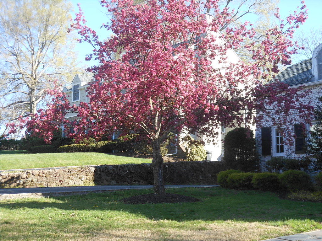 Flowering Cherry