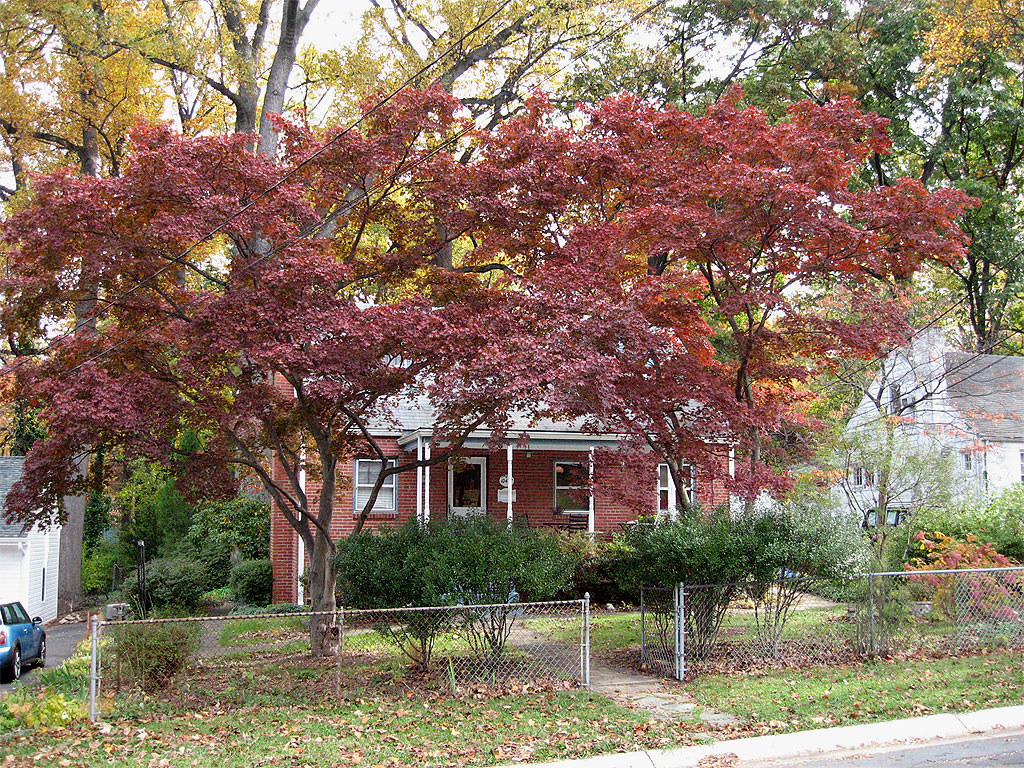 Japanese Maple