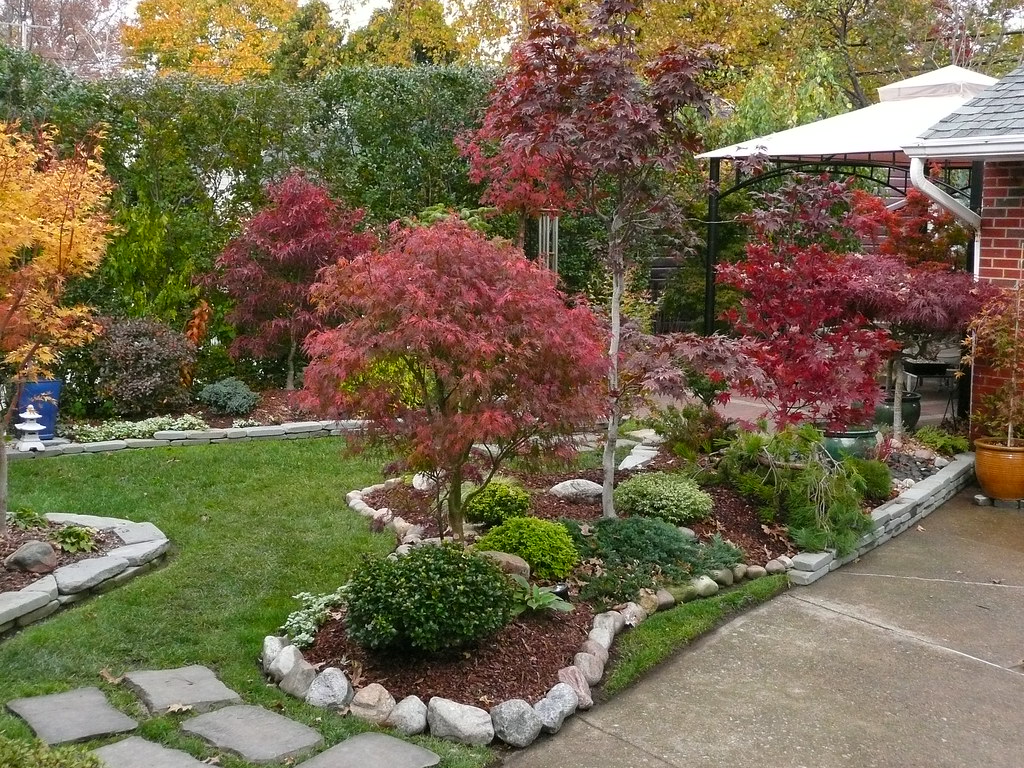 13 Space-Saving Trees Perfect for Small Front Yards