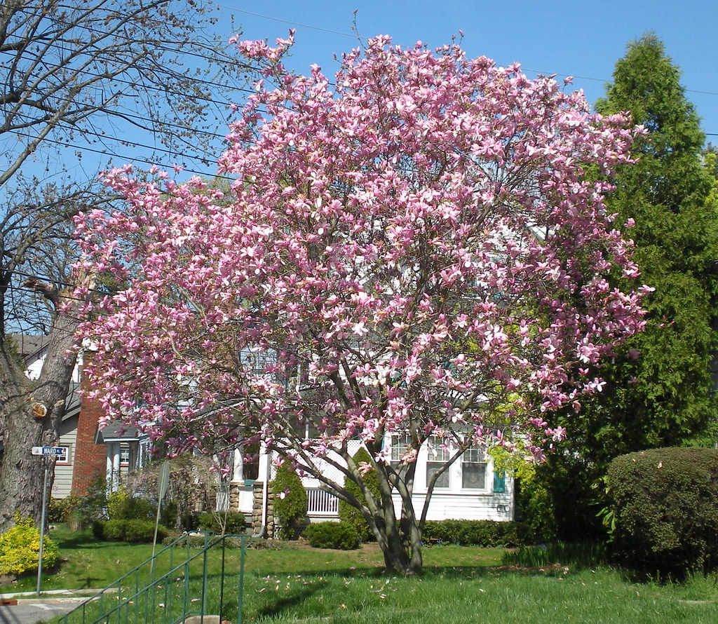 Magnolia