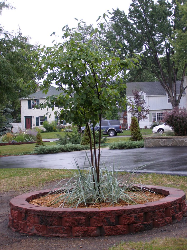 Serviceberry