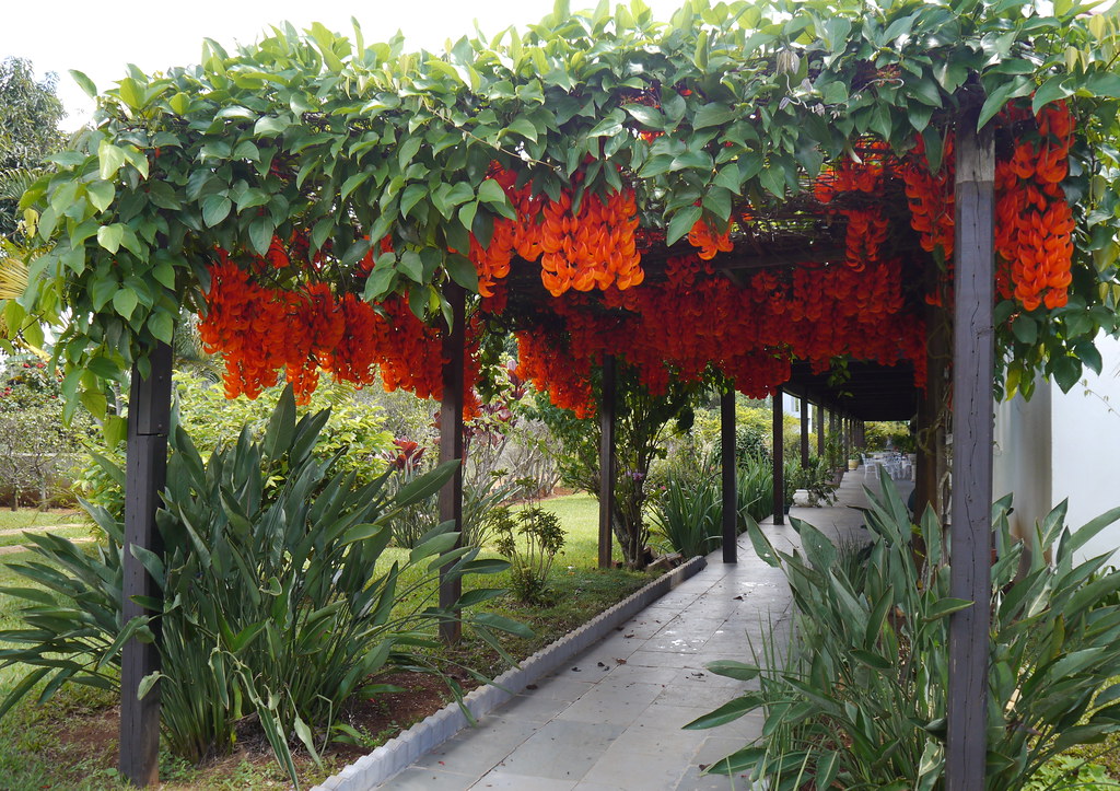 Trumpet Vine