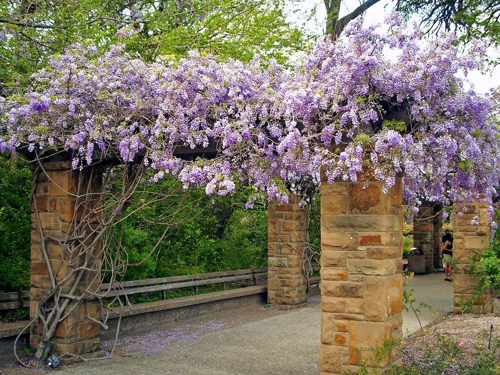 Wisteria