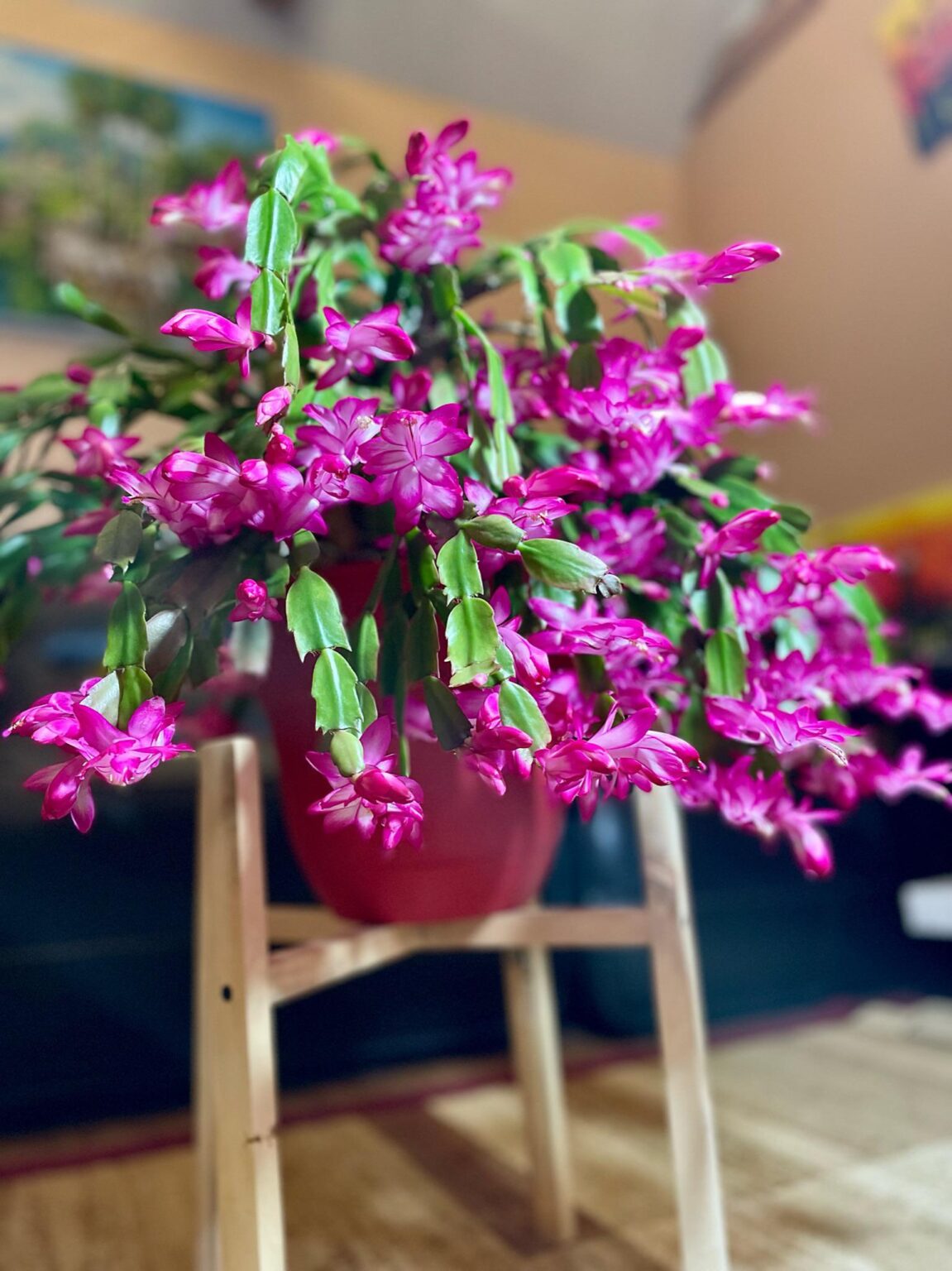 house-garden-mollyshomeguide