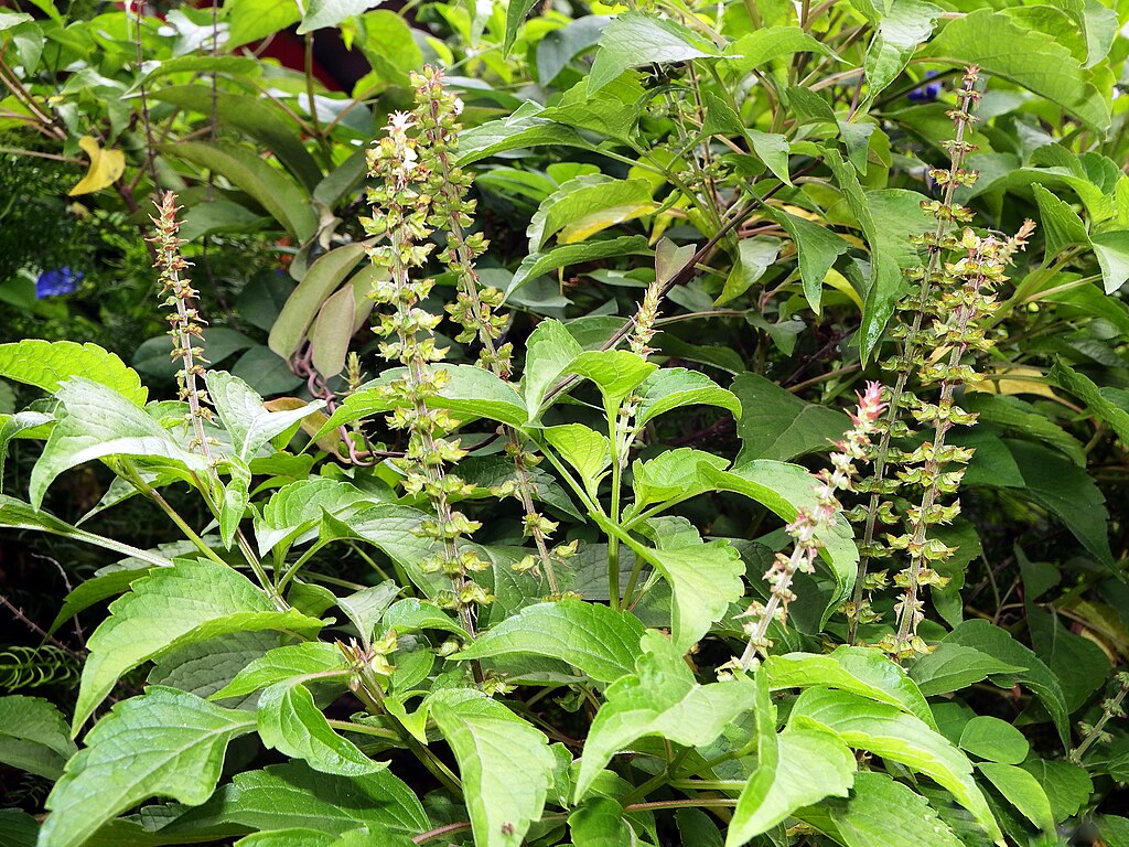 clove basil