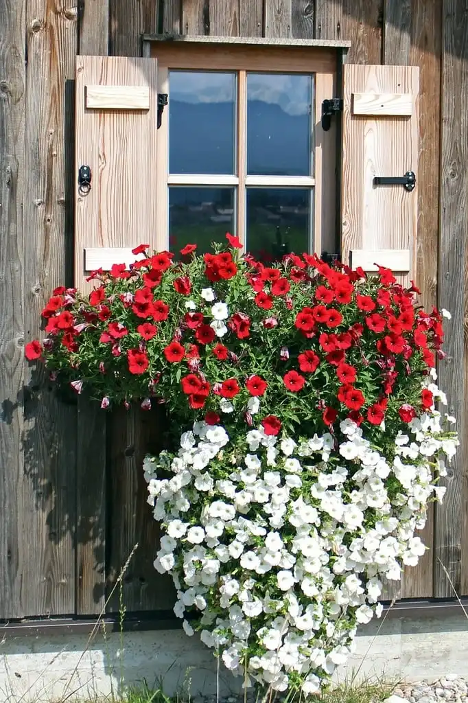 Petunias