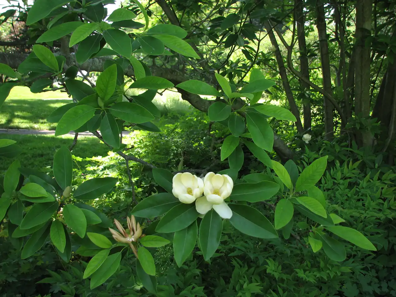 Sweetbay Magnolia
