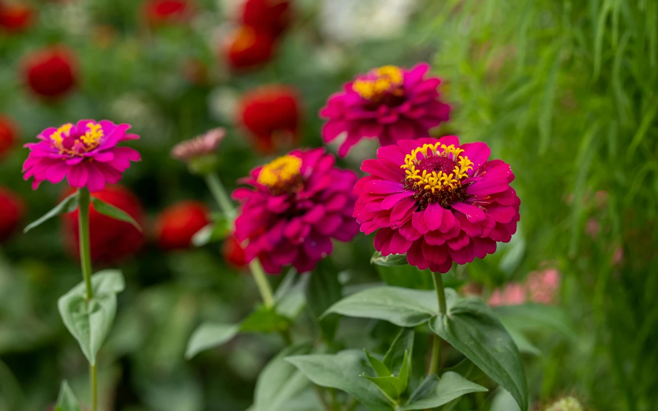 Zinnias