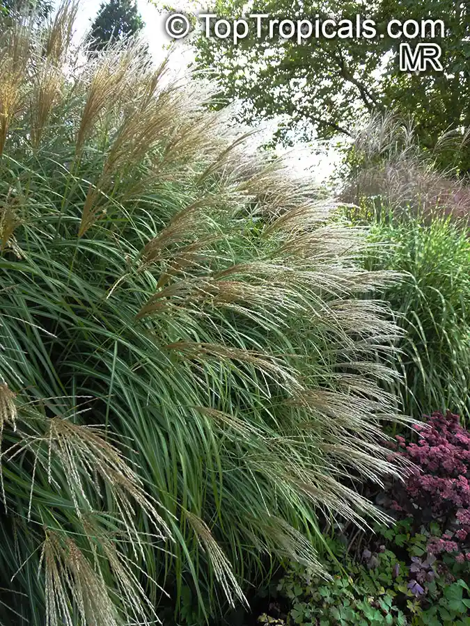 Ornamental Grass