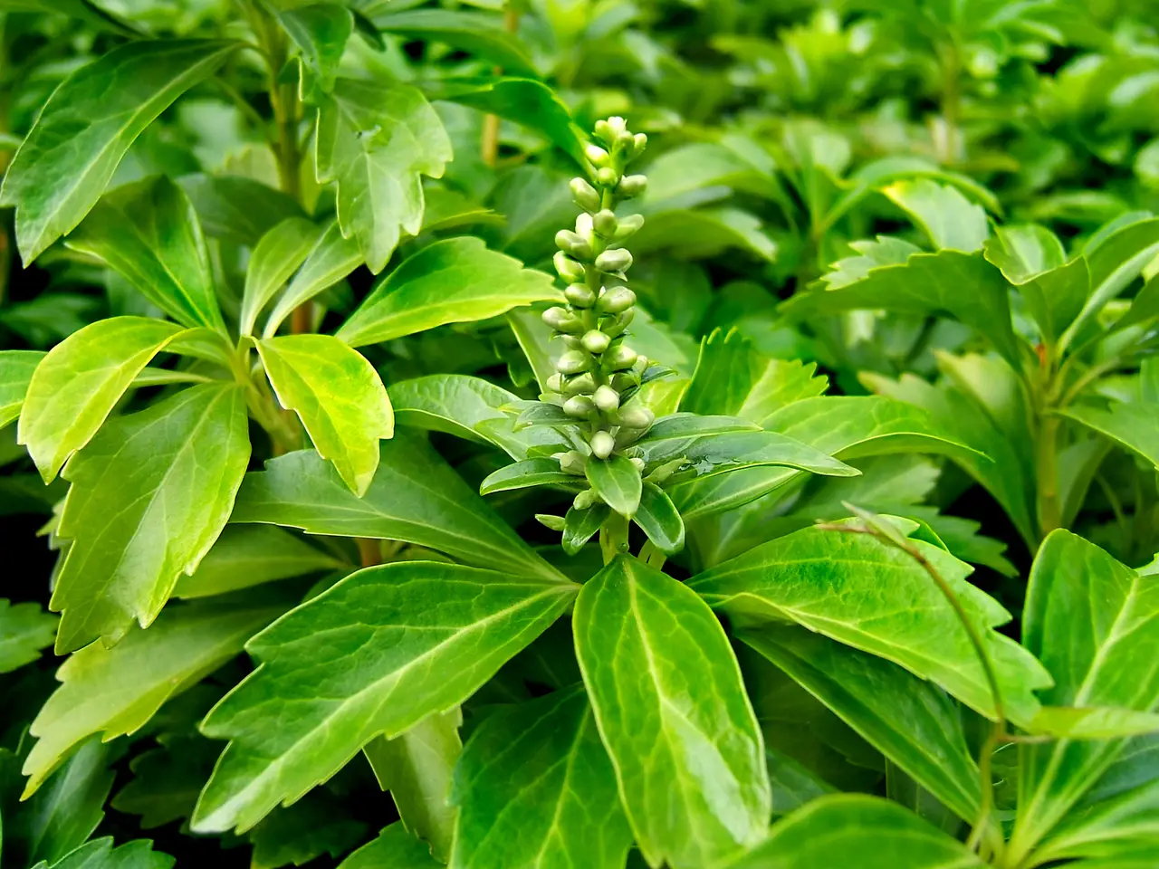 Japanese Pachysandra