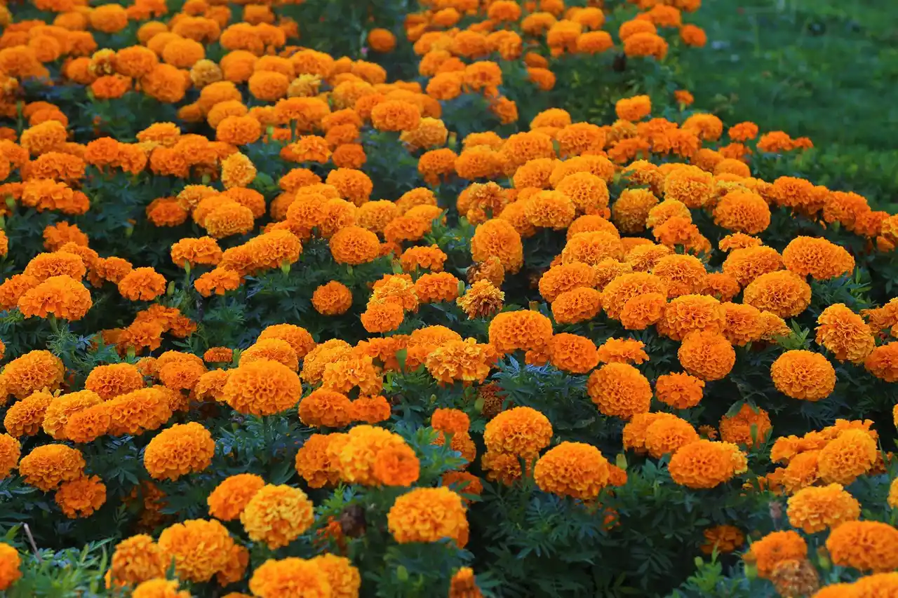 Marigolds