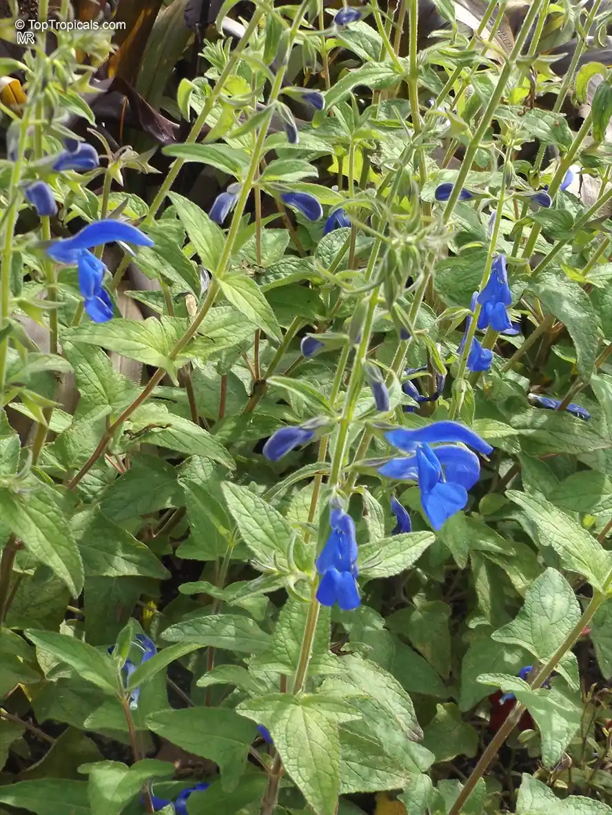 Salvia