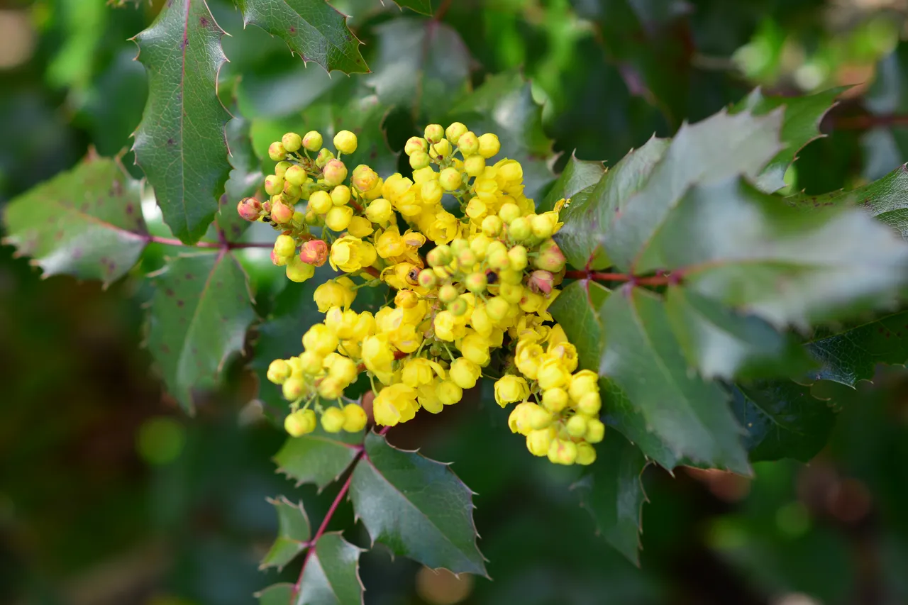 Oregon Grape (Mahonia aquifolium)