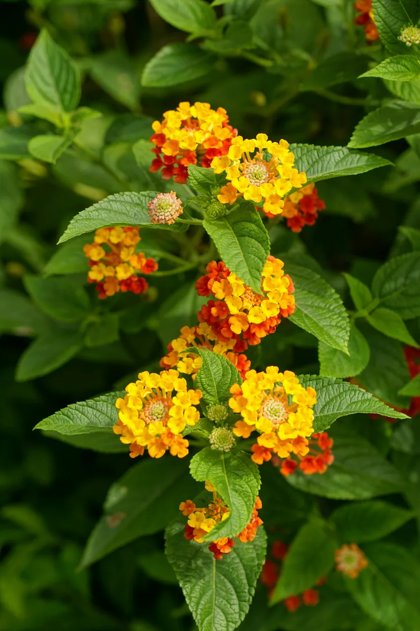 Lantana