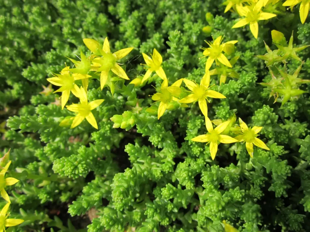 Sedum