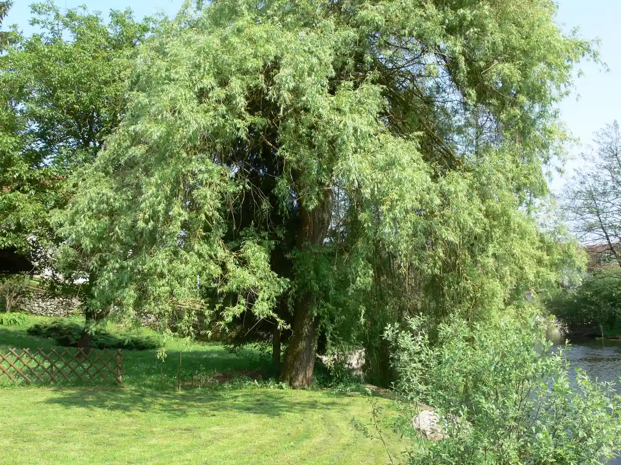 Willow Hybrid