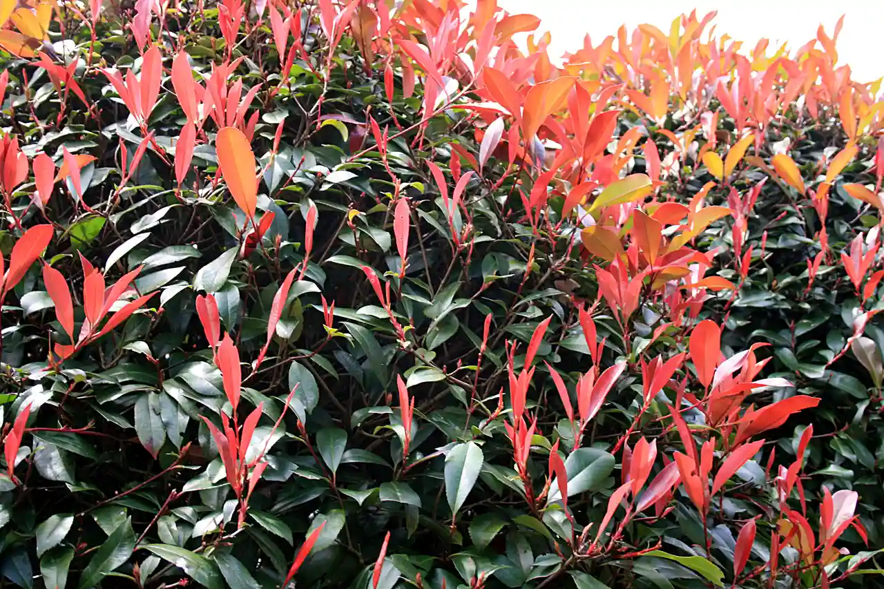 Photinia (Photinia x fraseri)